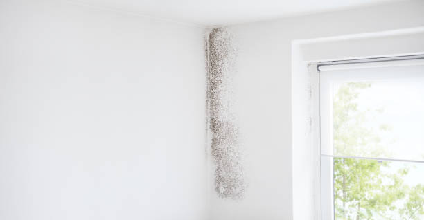 Best Mold Prevention Services  in Licking, MO